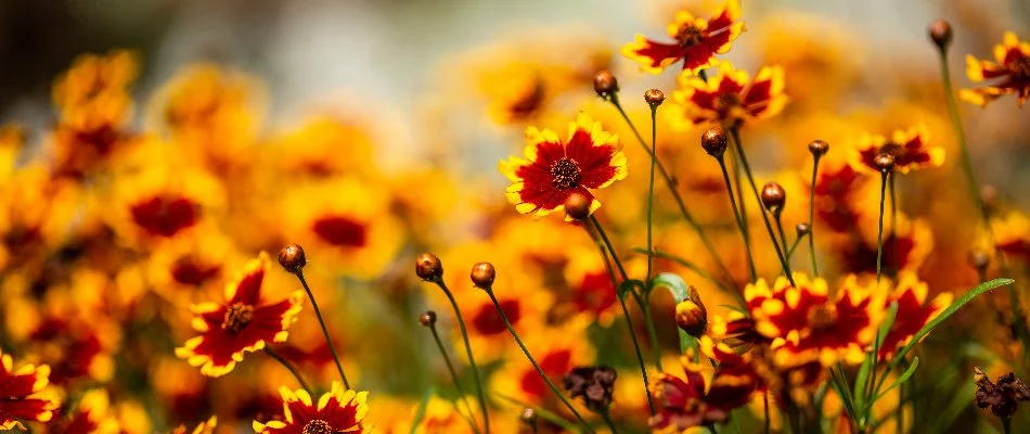 Coreopsis flowers on a landscape in Hunters Glen, TX.