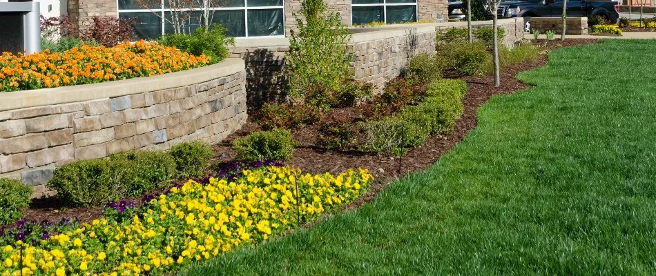 Green grass in Hebron, TX, beside mulched landscape bed with flowers and small plantings.