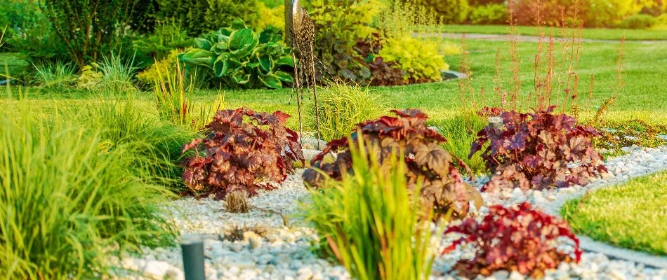 Landscape bed in Colleyville, TX, with rocks and small plants near a lawn.