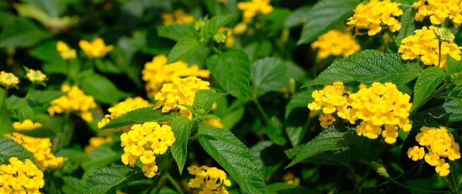 Yellow lantanas with foliage in Keller, TX.