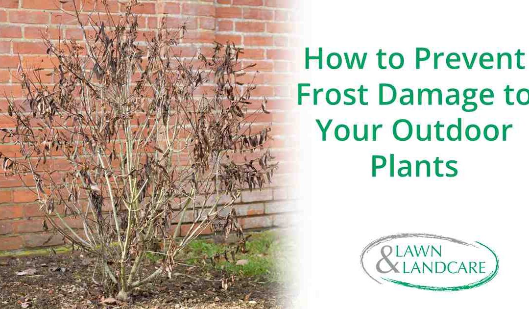 How to Prevent Frost Damage to Your Outdoor Plants