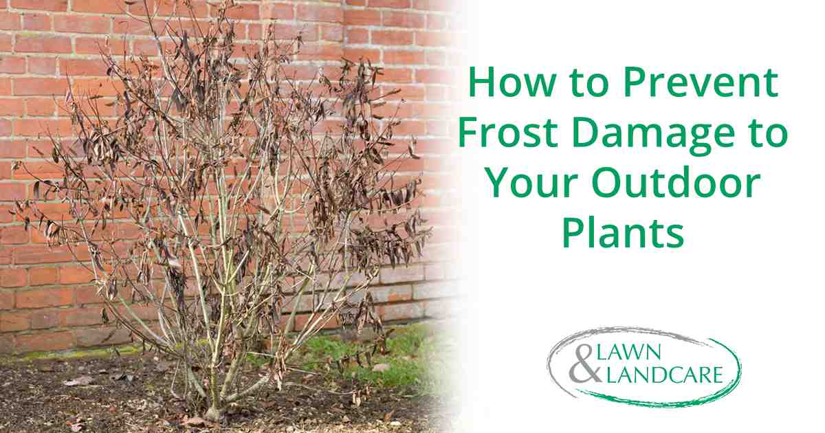 Close-up of frost-damaged outdoor plants with icy leaves and browning grass, representing Lawn & Landcare’s tips on how to prevent frost damage to your outdoor plants.