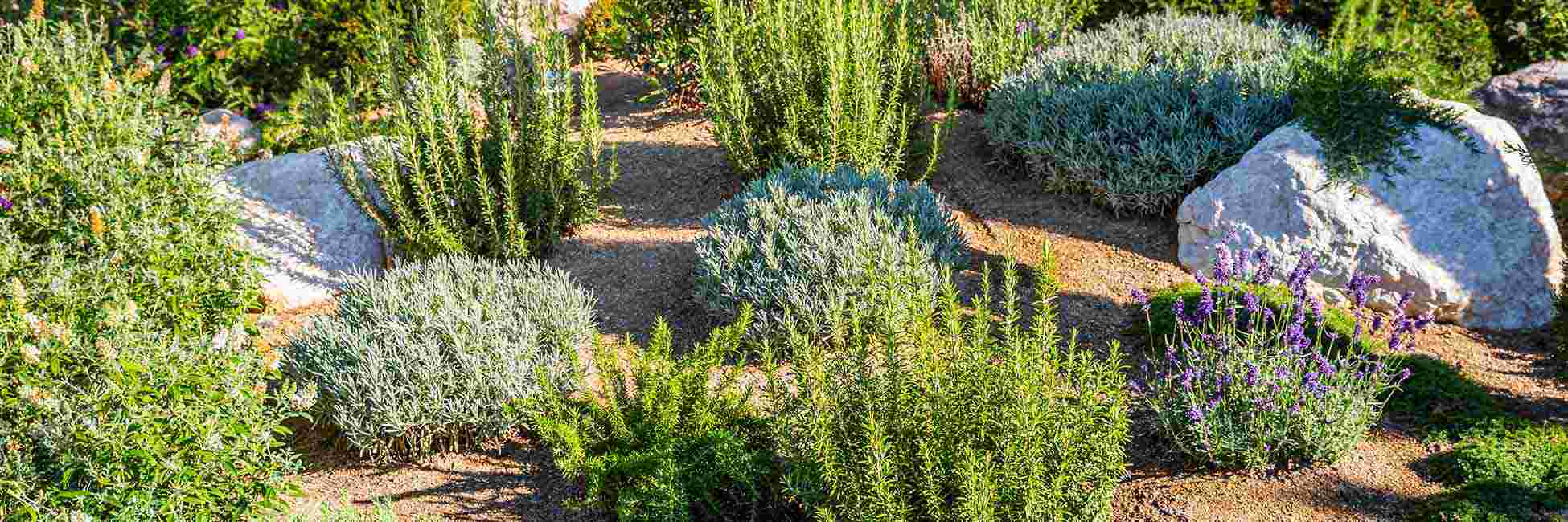 Xeriscaping Service Xeriscaping service by Lawn & Landcare showcasing a water-efficient landscape design with drought-tolerant plants and low-maintenance features.