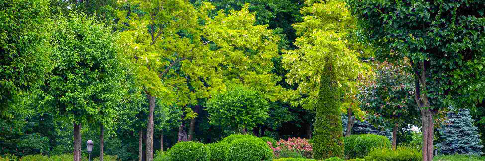 commercial-tree-shrub-care commercial-tree-shrub-care