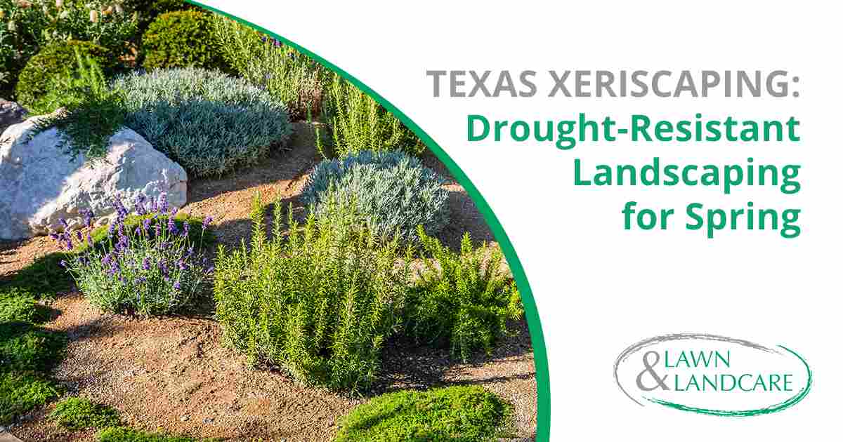 Drought-Tolerant Landscape Graphic Drought-tolerant landscape with ornamental grasses, shrubs, flowers, and large rocks.