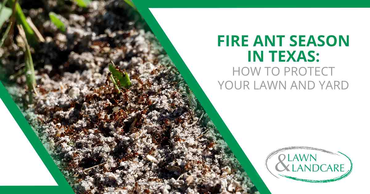 Fire ant mound in a grassy yard with visible ant activity around the nest.