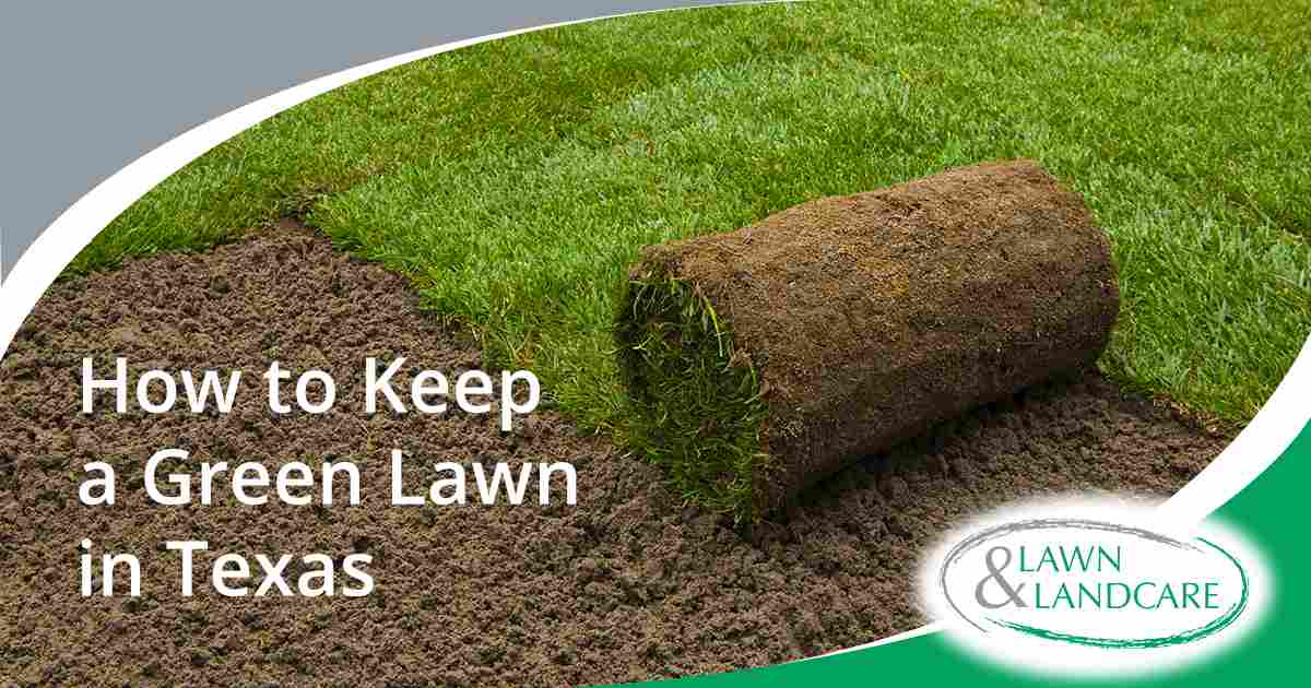 Roll of fresh sod being placed over prepared soil beside green grass.