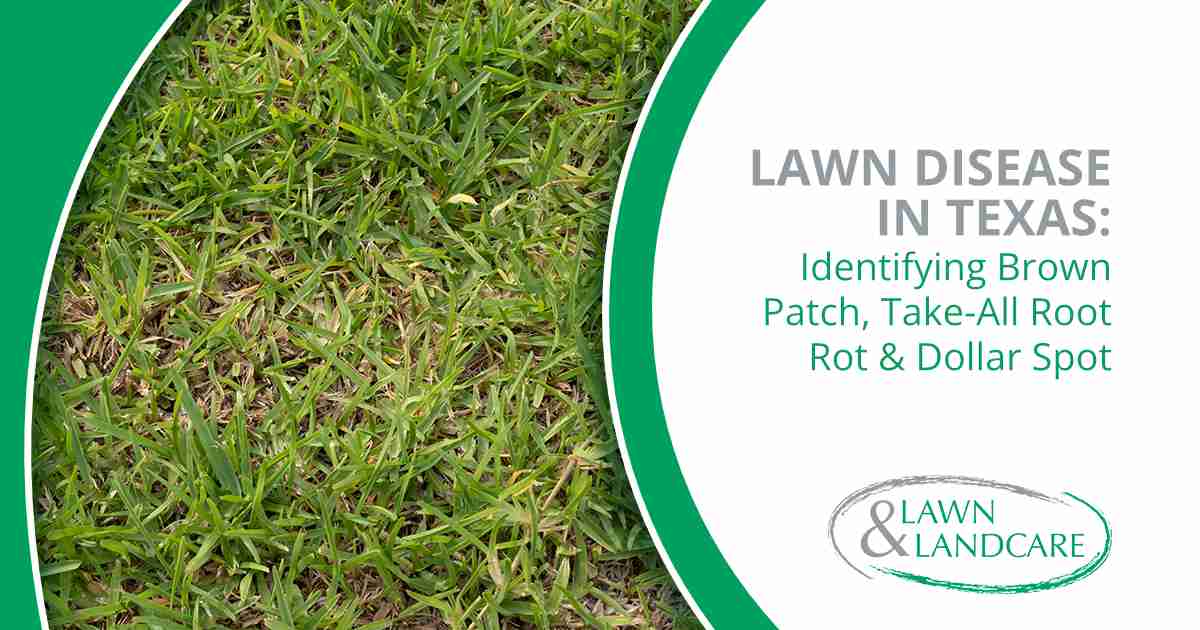 Lawn grass with brown patches that may be associated with common turf disease or lawn stress.