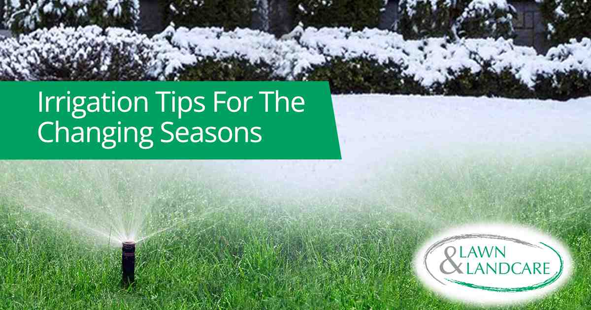Sprinkler watering green grass with snow-covered shrubs visible in the background.