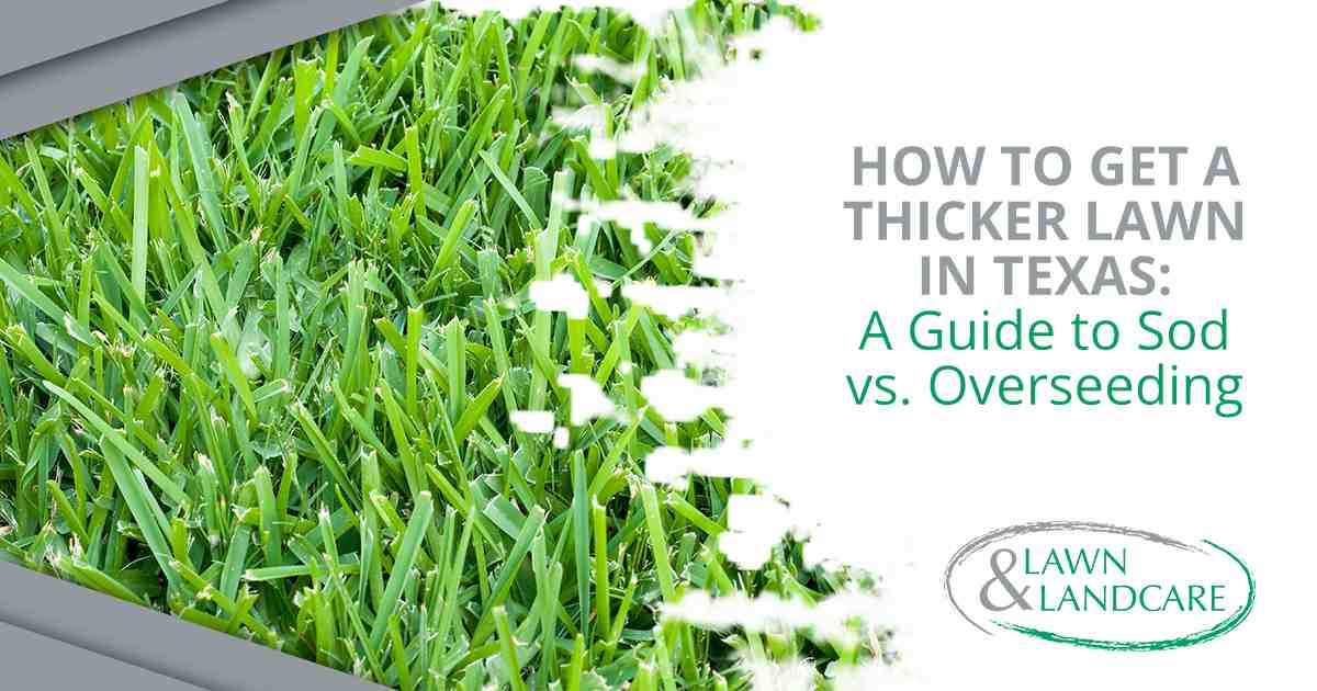 Thick green lawn covered with morning dew that reflects healthy turf growth and lawn care.