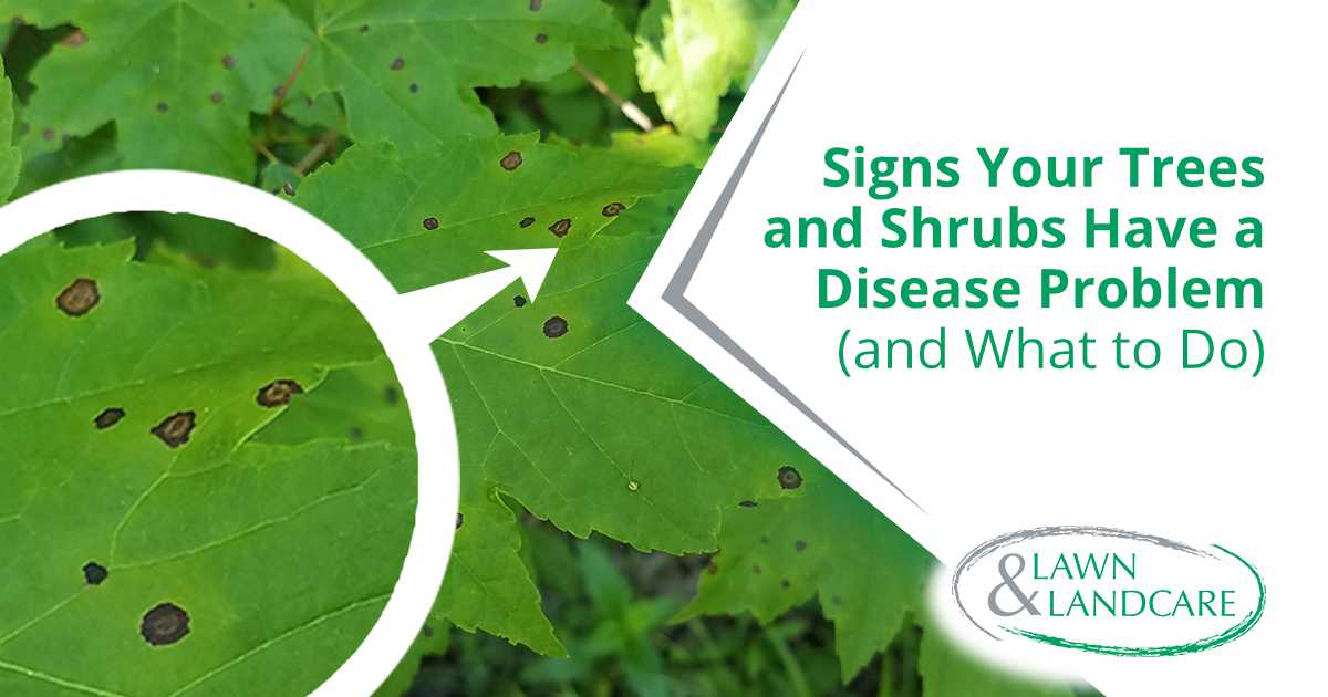 Green tree leaves with brown spots that may be associated with a plant disease problem.