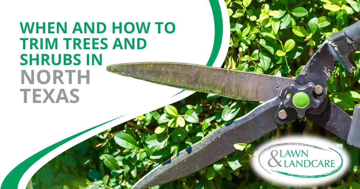 Gardener trimming a hedge with hand shears to maintain healthy tree and shrub growth.